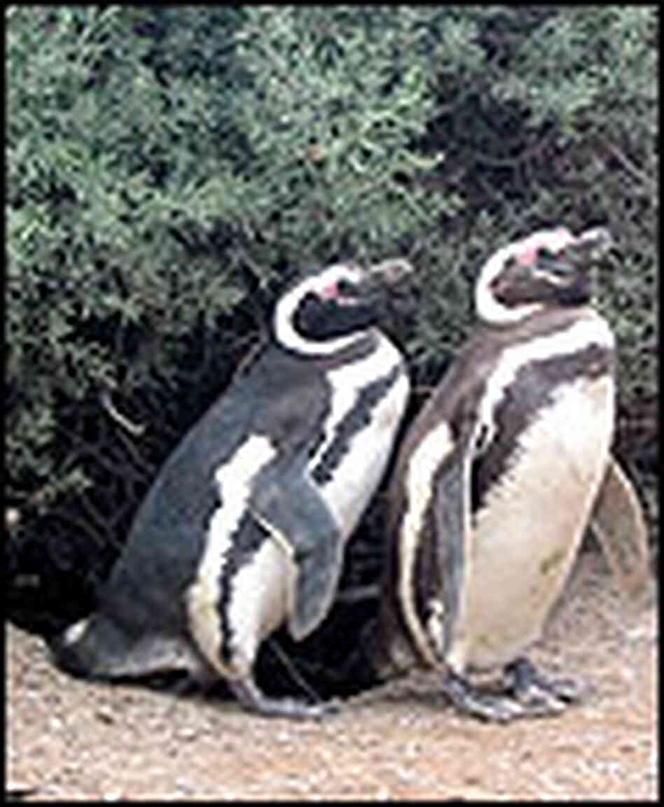 Penguin buddies at Argentina's Punta Tombo. Penguin buddies at Argentina's Punta Tombo.