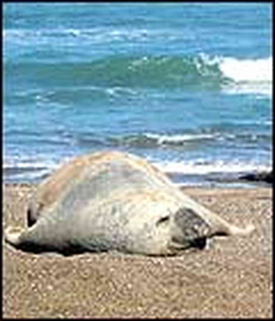 An elephant seal stretches out and naps at Playa Almuerzo. An elephant seal stretches out and naps at Playa Almuerzo.