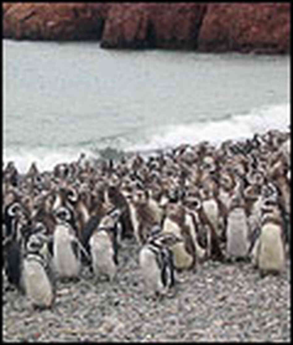 Hundreds of thousands of penguins gather on beaches for breeding season during the Argentine summer. Hundreds of thousands of penguins gather on beaches for breeding season during the Argentine summer.
