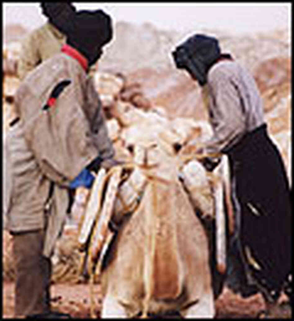 Herders pack salt onto a sitting camel to sell at a port town on the Niger River. Herders pack salt onto a sitting camel to sell at a port town on the Niger River.