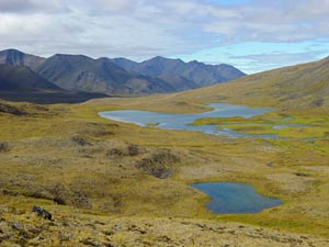 Lichen carpets the tundra of an unnamed valley 
		in Gates of the Arctic National Park.There are mountains visible and 
		small valley lakes in the distance