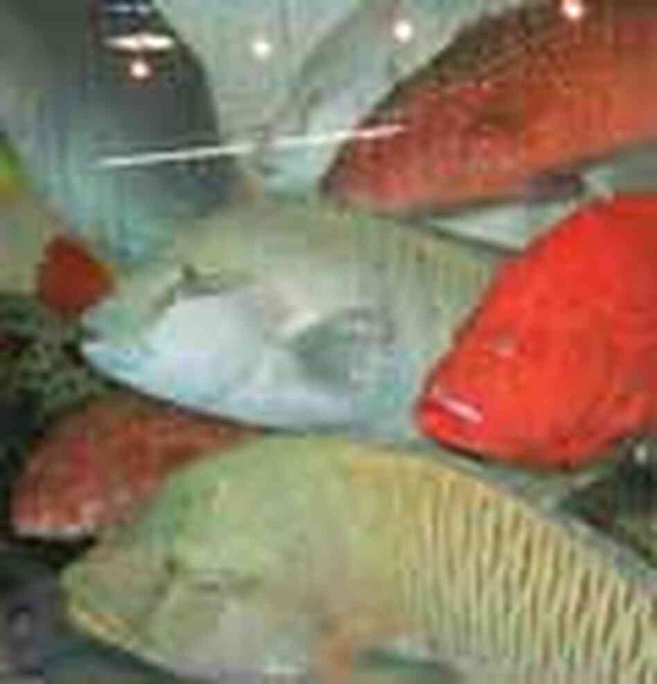 A tank full of tropical fish in Hong Kong A tank full of tropical fish in Hong Kong