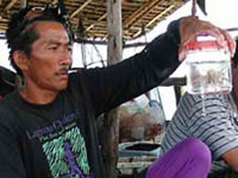 A Filipino fisherman inspects a tropical fish held in a water-filled plastic bag. A Filipino fisherman inspects a tropical fish held in a water-filled plastic bag.