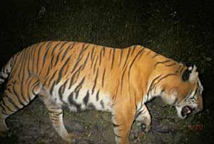 A photo of a wild tiger taken by an automatically triggered camera.