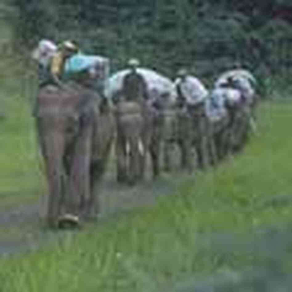 An elephant supply train trudges single-file along a jungle p.ath An elephant supply train trudges single-file along a jungle p.ath