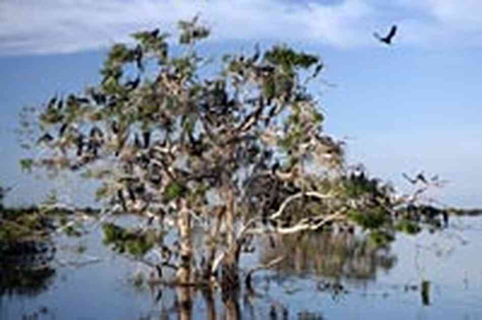 Every year during the monsoon season, Tonle Sap Lake comes to life with fish and birds.