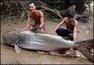 646+pound+mekong+giant+catfish