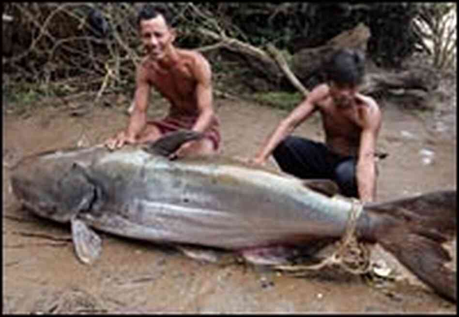 In November 2005, a fisherman on the Mekong River caught this 400 lb. giant catfish. In November 2005, a fisherman on the Mekong River caught this 400 lb. giant catfish.