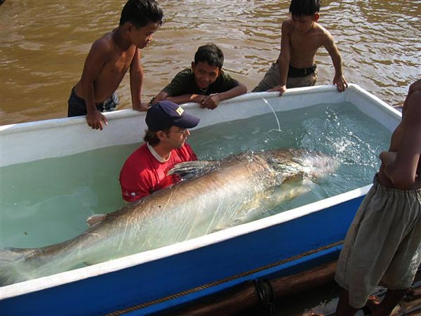 Zeb Hogan cradles a 250-pound Mekong giant catfish being treated with medication in a plastic tank. 