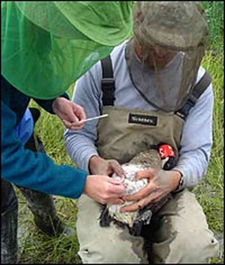 Swabbing birds to test for infection. Swabbing birds to test for infection.