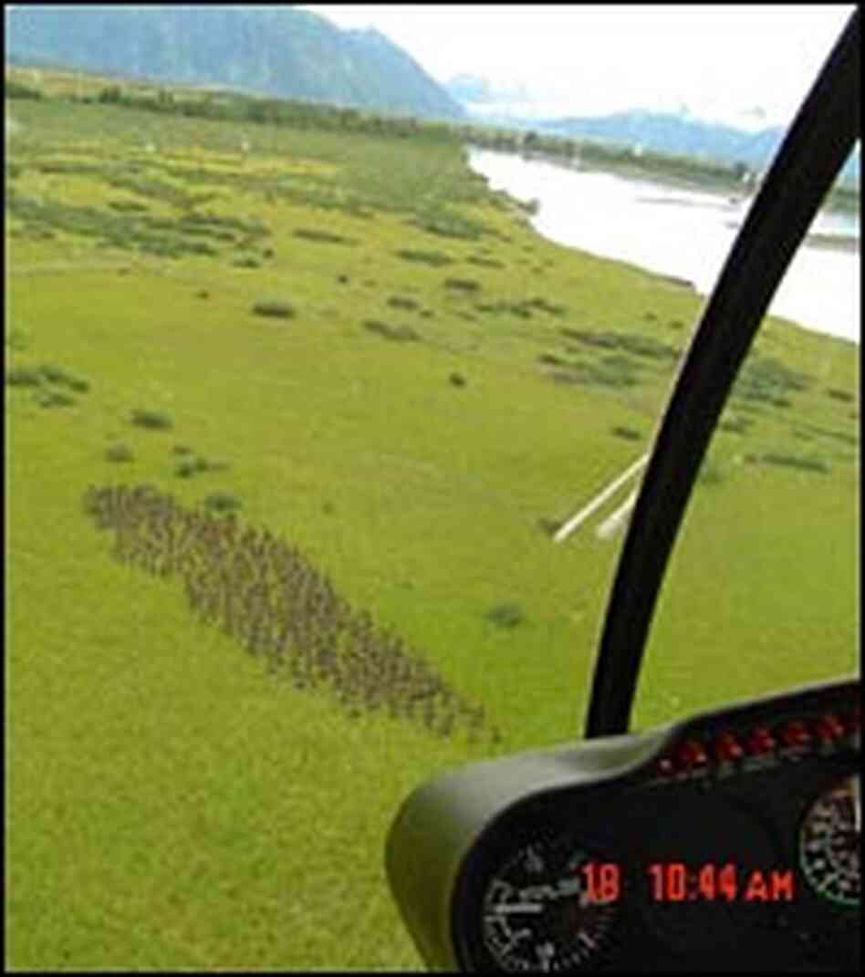 Spotting flocks of migratory birds from the air via helicopter. Spotting flocks of migratory birds from the air via helicopter.