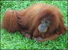 A great ape at Bukit Lawang A great ape at Bukit Lawang