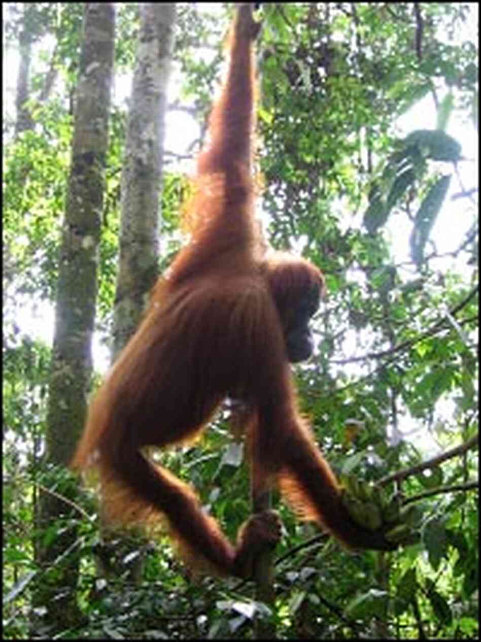 An orangutan swings through the trees at a tourist-oriented facility in Bukit Lawang An orangutan swings through the trees at a tourist-oriented facility in Bukit Lawang