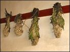 Dried snow lotus blossoms hang from the wall of an herb shop in Deqen. Dried snow lotus blossoms hang from the wall of an herb shop in Deqen.