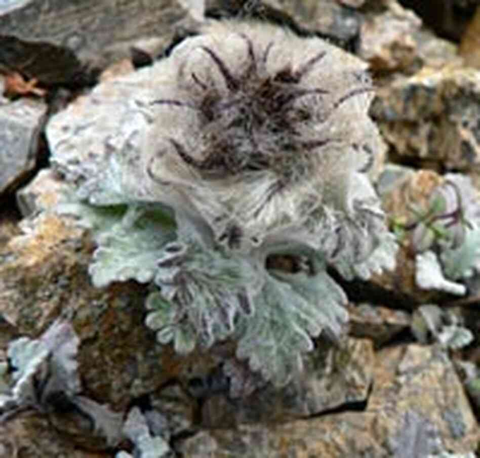 Saussurea quercifolia Saussurea quercifolia
