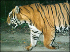 The Wildlife Conservation Society tracks tigers using "camera" traps. The Wildlife Conservation Society tracks tigers using "camera" traps.