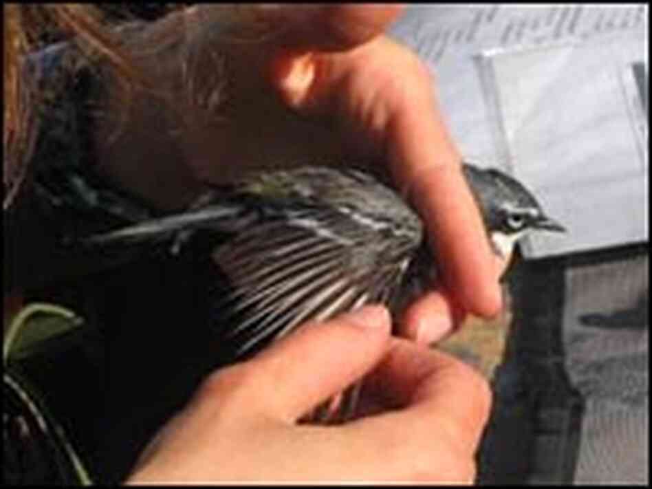 Biologist April Harding prepares to band a Yellow-rumped Warbler Biologist April Harding prepares to band a Yellow-rumped Warbler