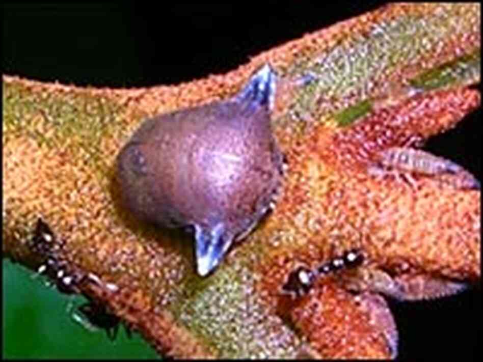A treehopper from the genus Adippe histrio. A treehopper from the genus Adippe histrio.
