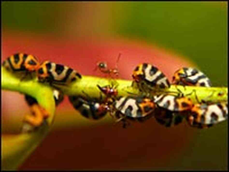 Treehoppers often cluster into groups and exhibit social behavior.