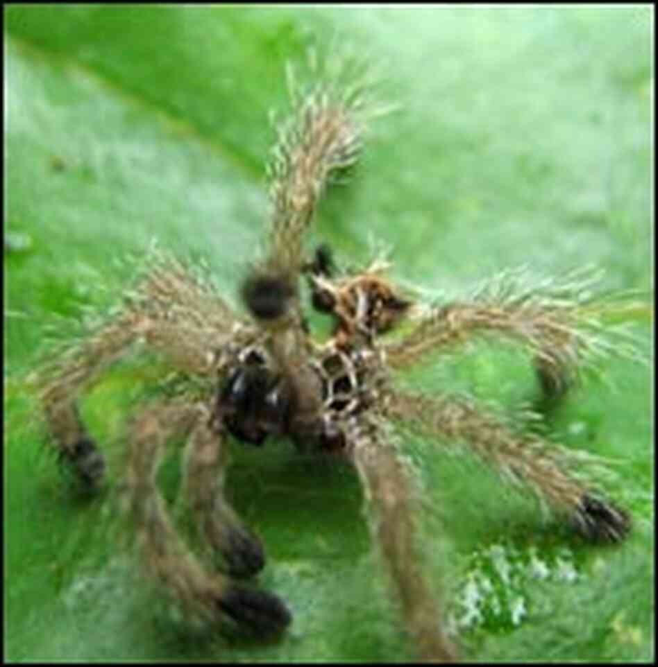 Just one of the countless spiders inhabiting the Amazon. Just one of the countless spiders inhabiting the Amazon.