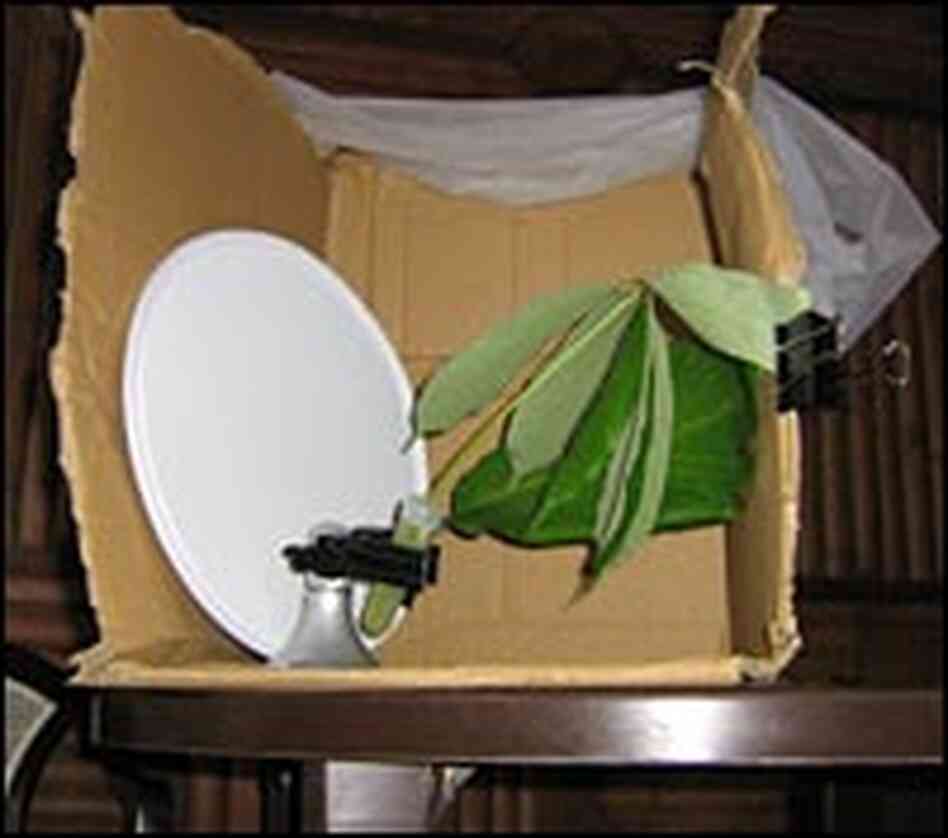 A makeshift photo gallery for taking pictures of treehoppers. A makeshift photo gallery for taking pictures of treehoppers.