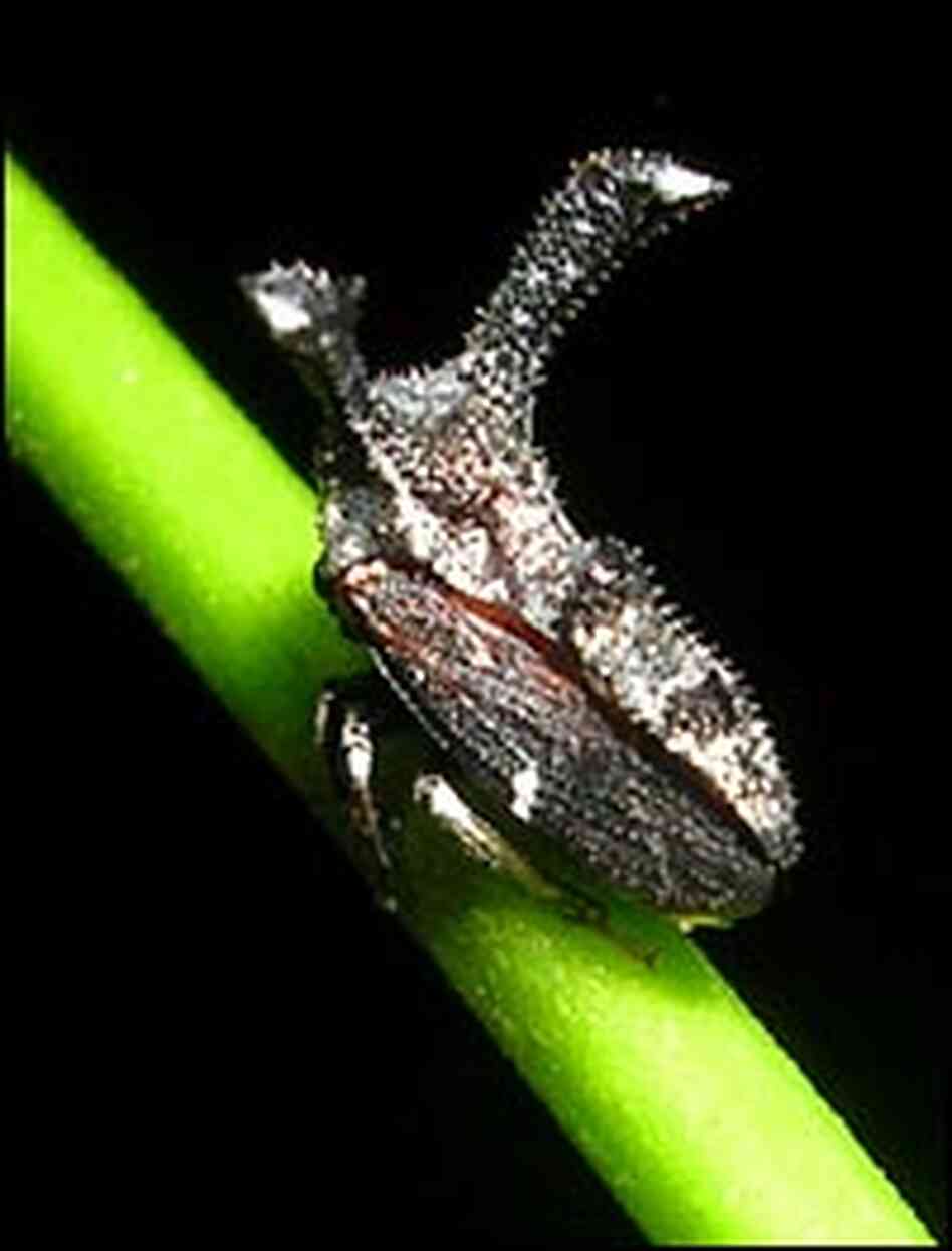 This treehopper (genus Notocera) sports large horns. This treehopper (genus Notocera) sports large horns.