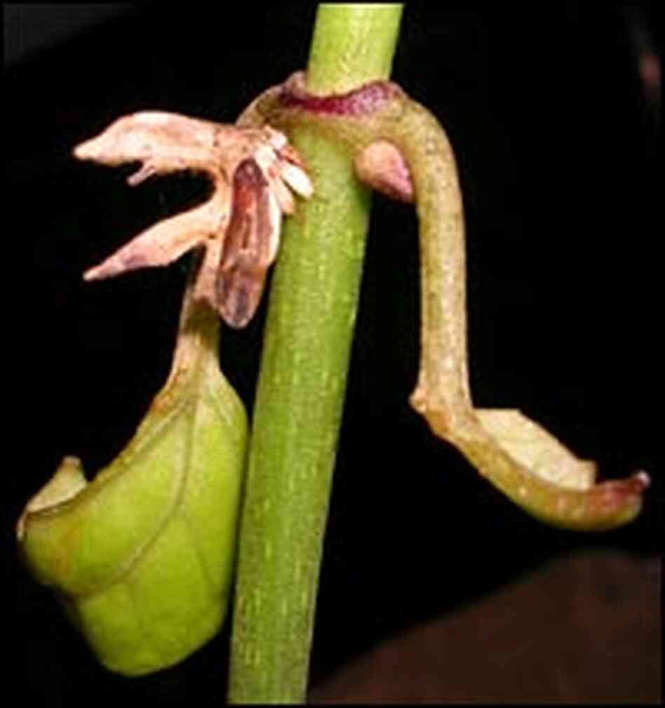 A treehopper of the genus Cladonota is almost perfectly camouflaged on a plant stem.