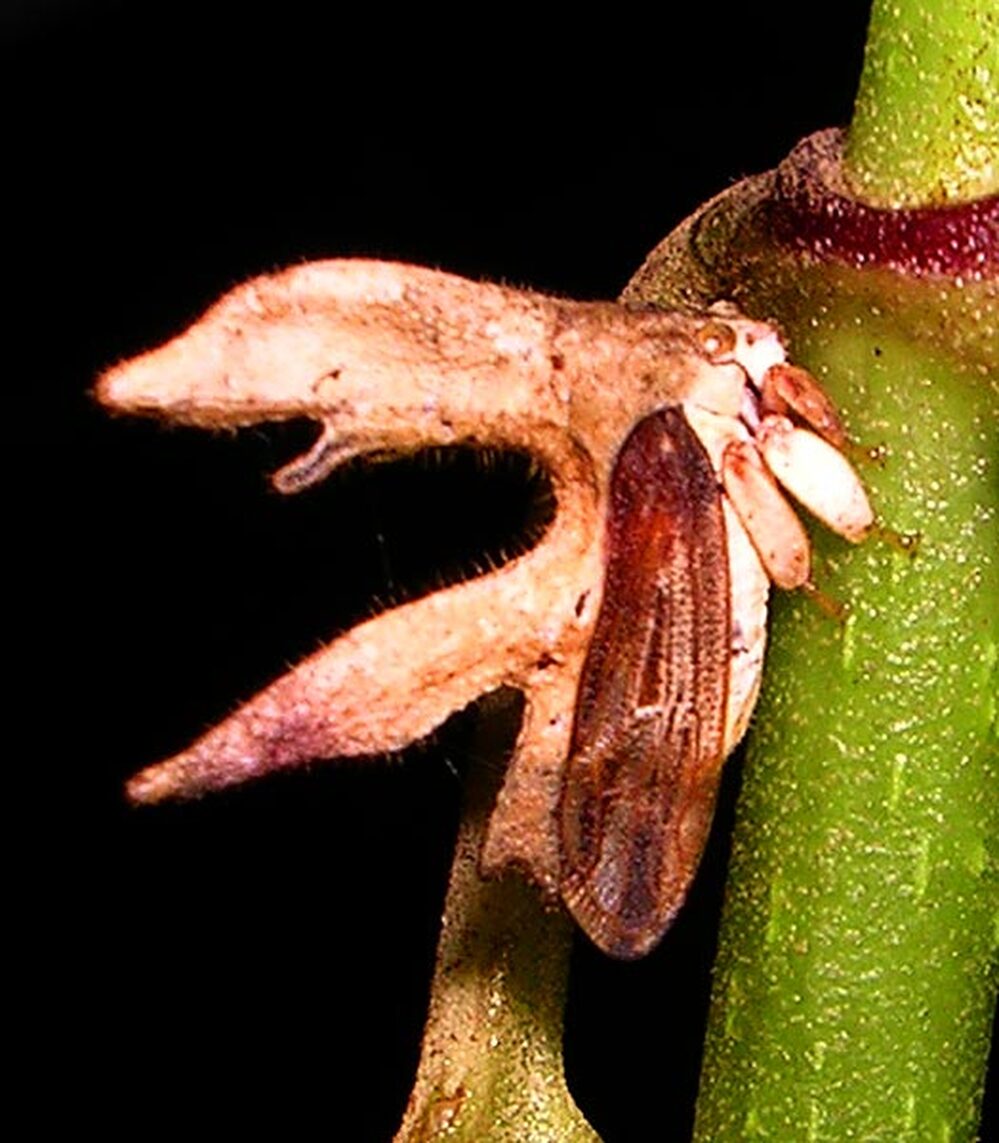 A treehopper of the genus Cladonota is almost perfectly camouflaged on a plant stem.