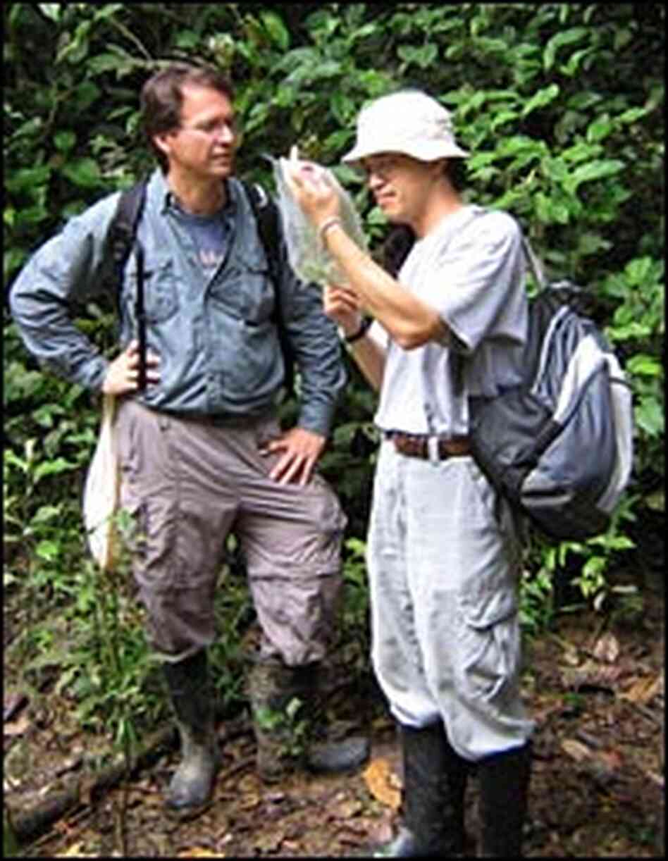 Rex Cocroft and his chief collaborator in the Ecuador research project, Dr. Chung Ping Lin Rex Cocroft and his chief collaborator in the Ecuador research project, Dr. Chung Ping Lin