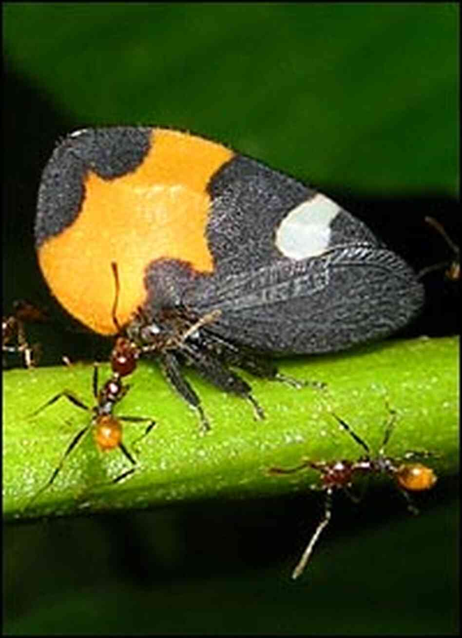 An adult female treehopper (genus Membracis) attended by companion ants. An adult female treehopper (genus Membracis) attended by companion ants.