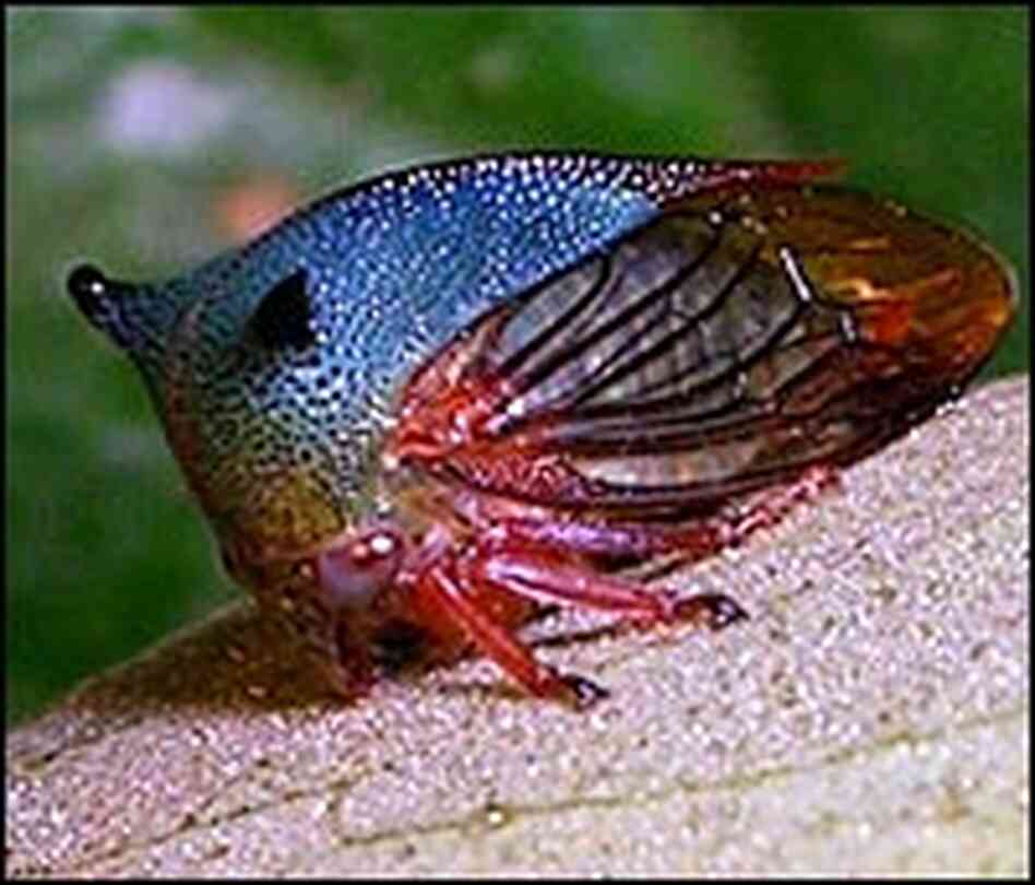 Treehoppers and closely related insects called leafhoppers come in a dizzying variety of shapes Treehoppers and closely related insects called leafhoppers come in a dizzying variety of shapes