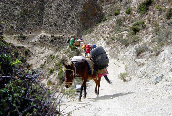 A caravan of traders follows the pilgrimage trail.