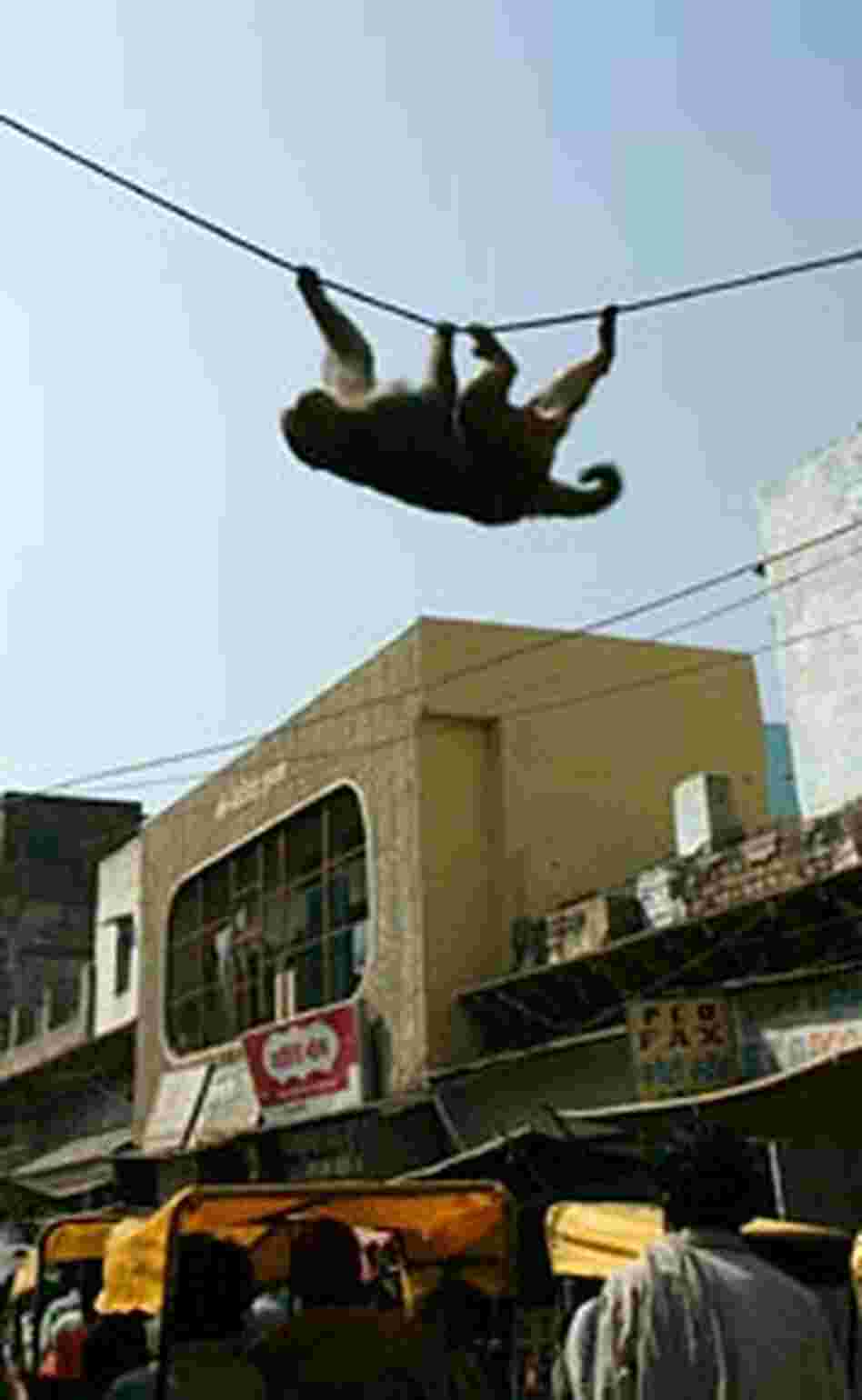 A monkey crosses a street in Vrindavan using an overhead power line.