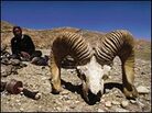 Marco Polo sheep skull in Tibet. Marco Polo sheep skull in Tibet.