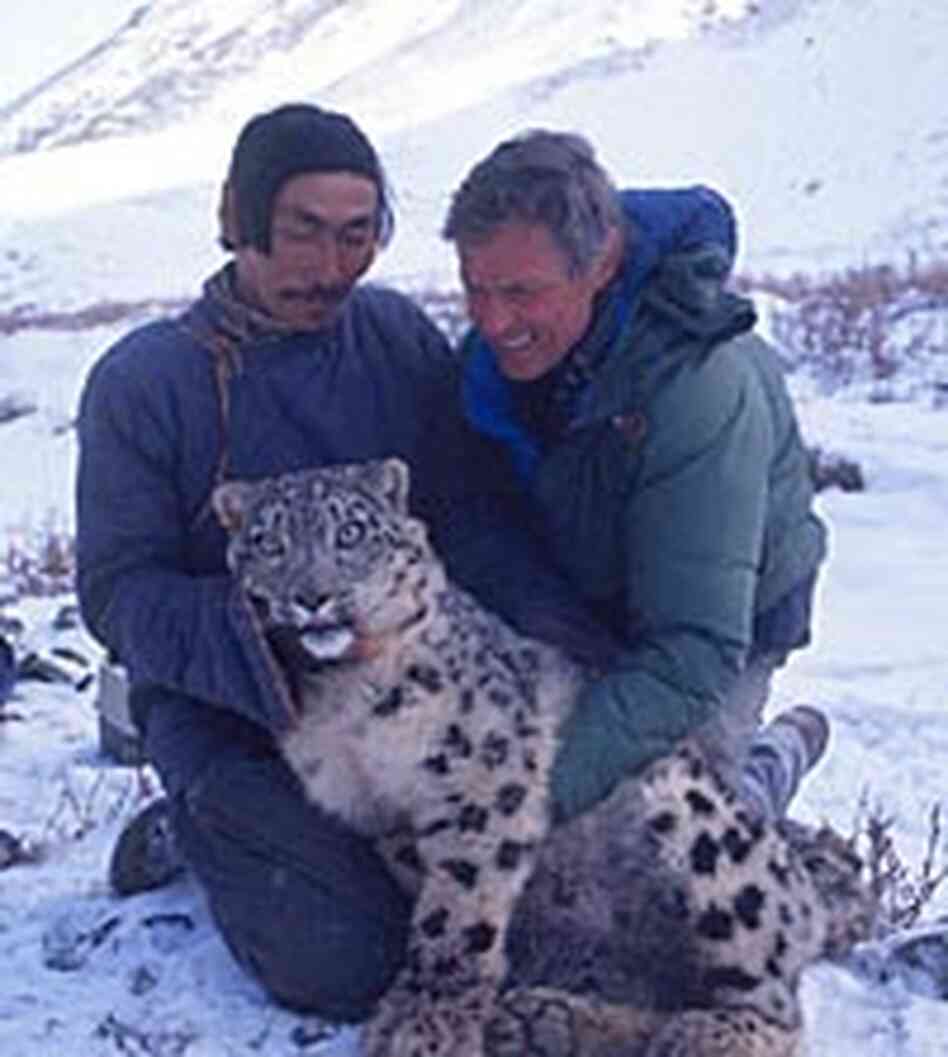 George Schaller and a local tracker pose with an anesthetized snow leopard in the Himalayas. George Schaller and a local tracker pose with an anesthetized snow leopard in the Himalayas.