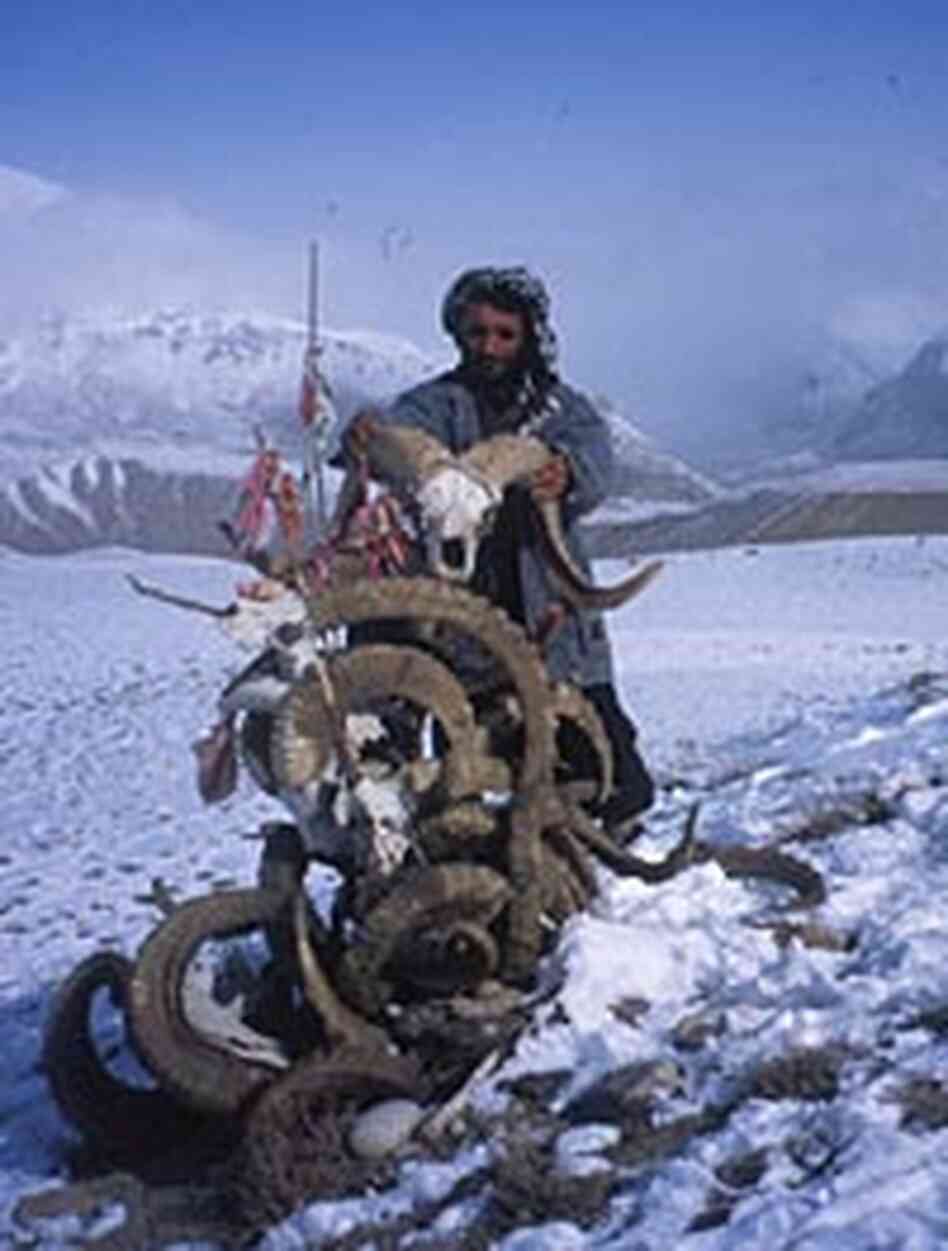 An Afghan hunter poses with a stack of Marco Polo sheep skulls. An Afghan hunter poses with a stack of Marco Polo sheep skulls.