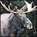 A moose; Credit: iStockPhoto