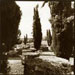 Karen Vournak: Sacred Groves, Nemea