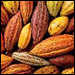 A variety of cacao pods. Credit: Ten Speed Press
