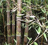 Phyllostachys nigra 'Bory'