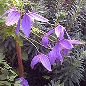 Clematis