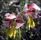 Gladiolus watermeyeri