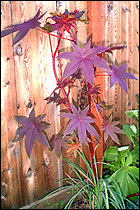 Ricinus