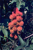 Ricinus communis