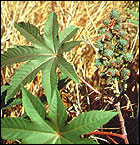 Ricinus communis