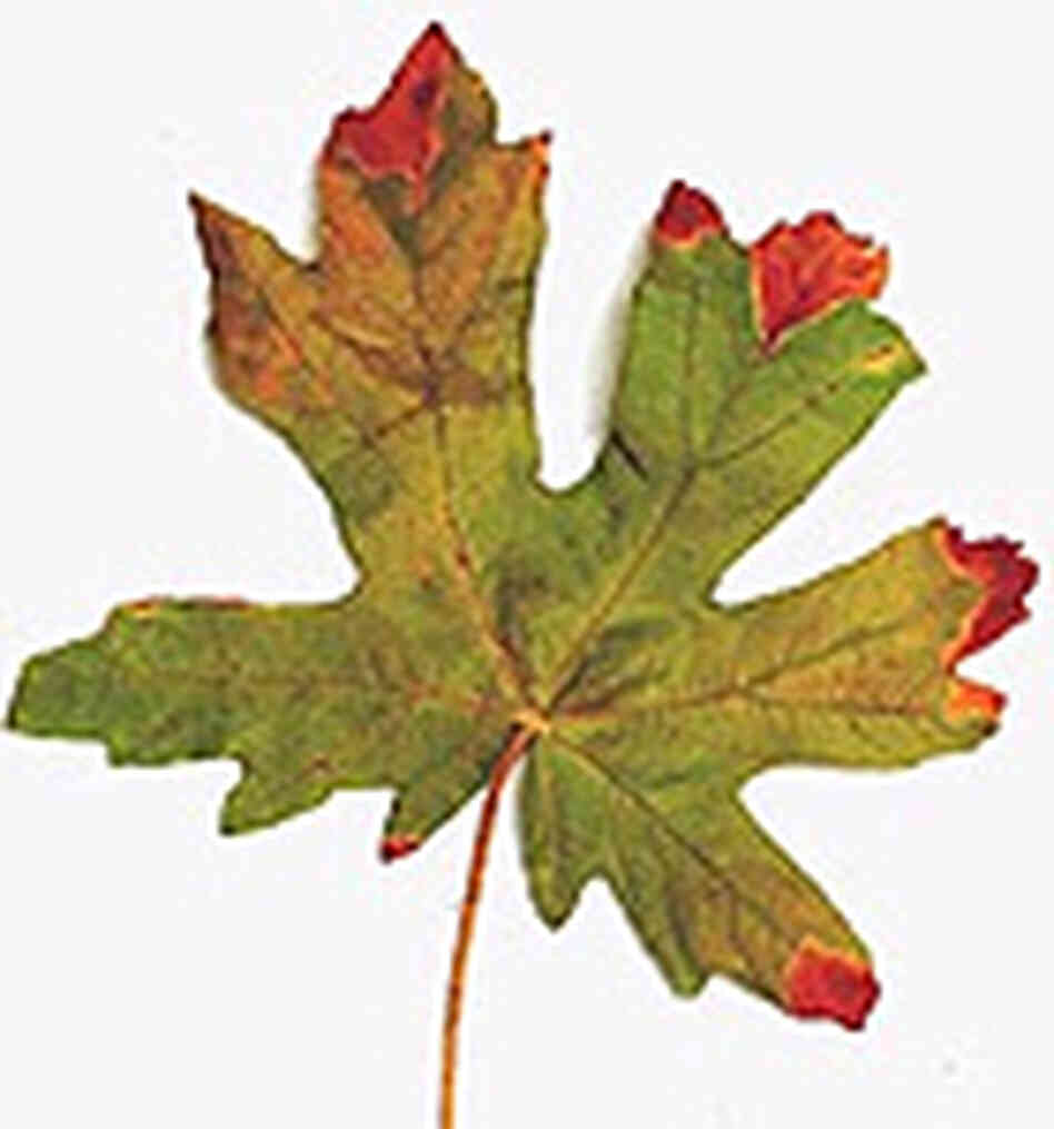 Bad bigleaf maple Bad bigleaf maple