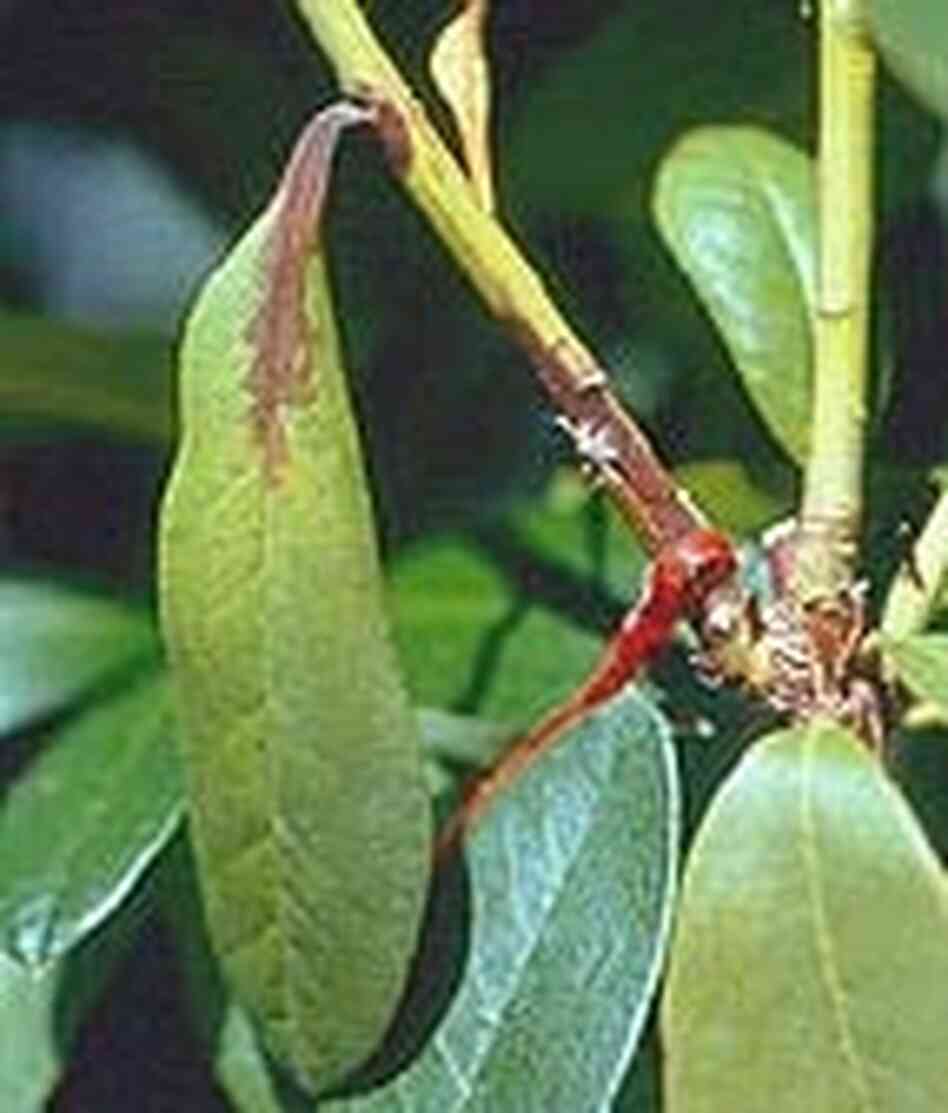 Bad rhododendron leaf Bad rhododendron leaf