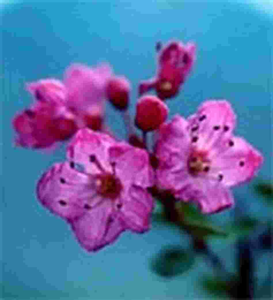 Kalmiopsis Flower Kalmiopsis Flower