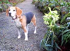 Beagle guarding Helleborus