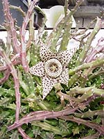 Stapelia